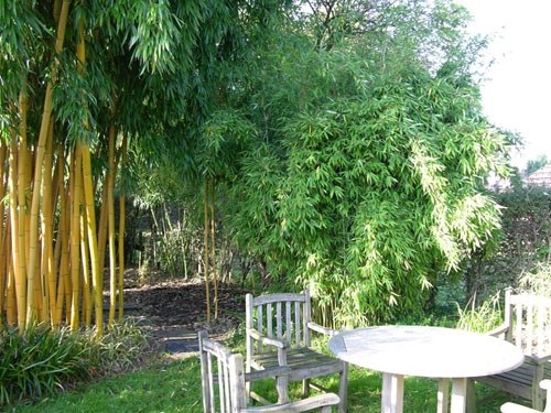 bambous géants