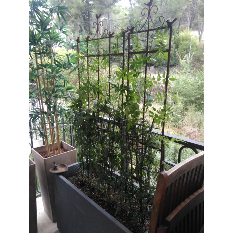 Petit Treillis Petit Piquet De Support En Métal Pour Plantes Grimpantes Support D'escalade En