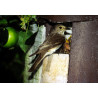 Nichoir de jardin semi-ouvert pour oiseaux SCHWEGLER marron