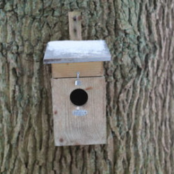 Nichoir à Étourneaux en bois de pin labellisé FSC