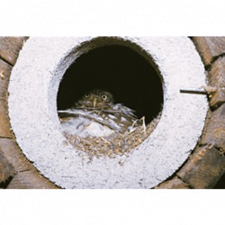 Nichoir de jardin cylindrique pour chevêtres d’Athéna SCHWEGLER 83 cm – trou d’envol de 6,5 cm 
