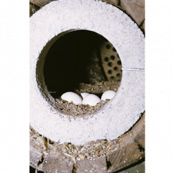 Nichoir de jardin cylindrique pour chevêtres d’Athéna SCHWEGLER 83 cm – trou d’envol de 6,5 cm 
