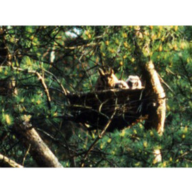 Corbeille de jardin pour cigognes en osier tressé SCHWEGLER – diamètre 110 cm