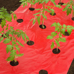 Film de paillage pour potager spécial Tomates avec trous prédécoupés 20 x Ø80 mm – 0,95 x 5 m 