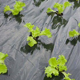 Film de paillage pour potager spécial Salades avec trous prédécoupés 45 x Ø60 mm  0,95 x 5 m
