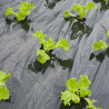 Film de paillage pour potager spécial Salades avec trous prédécoupés 45 x Ø60 mm  0,95 x 5 m