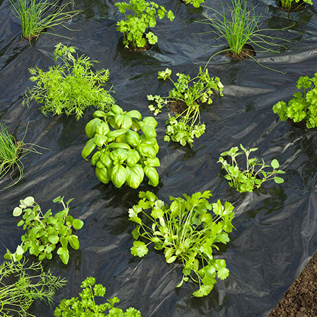 Film de paillage pour potager spécial herbes aromatiques avec trous prédécoupés 100 x Ø60 mm – 0,95 x 5 m 