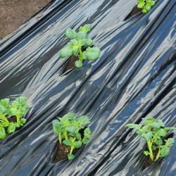 Film de paillage pour potager spécial Pommes de Terre avec 25 segments préperforés – 0,95 x 10 m 