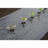 Film de paillage pour potager spécial gros légumes avec trous prédécoupés 30x Ø60 mm – 0,95 x 10 m 