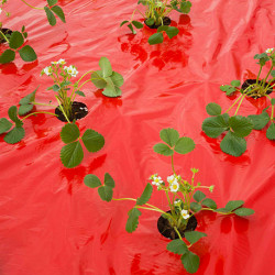 Film de paillage microperforé pour potager spécial fraisiers avec trous prédécoupés 80x Ø60 mm – 0,95 x 10 m 