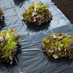 Film de paillage traditionnel pour potager toutes cultures – 1,40 x 5 m 