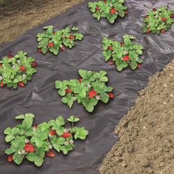 Film de paillage microperforé spécial fraises – 1,40 x 10 m 