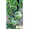 Lot de 6 tuteurs de jardin Mikado – Hauteur : 150 cm avec 24 attaches – Couleur : Vert Jardin