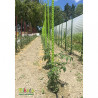 Lot de 6 tuteurs de jardin Mikado – Hauteur : 150 cm avec 24 attaches – Couleur : Vert Anis