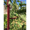 Lot de 6 tuteurs de jardin Mikado – Hauteur : 150 cm avec 24 attaches – Couleur : Cerise