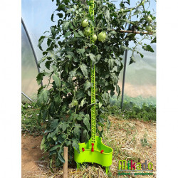 Lot de 6 tuteurs de jardin Mikado – Hauteur : 180 cm avec 24 attaches – Couleur : Vert Anis