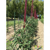 Lot de 6 tuteurs de jardin Mikado – Hauteur : 180 cm avec 24 attaches – Couleur : Cerise