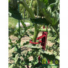 Lot de 6 tuteurs de jardin Mikado – Hauteur : 180 cm avec 24 attaches – Couleur : Cerise