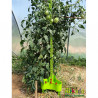 Lot de 6 réservoir d’eau Mikado pour tuteurs - Contenance : 2L - Couleur : Vert Anis