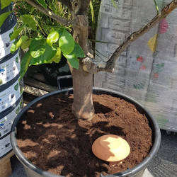 Jarre d’irrigation Ollas Jamet Origin en céramique en terre cuite – Contenance : 0,5 L