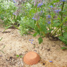 Jarre d’irrigation Ollas Jamet Origin en céramique en terre cuite – Contenance : 6 L