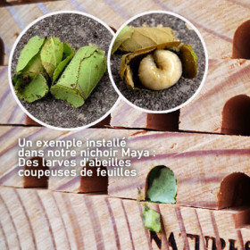 Nichoir abeilles polinisatrices pin douglas PEFC - épicéa fabriqué en France  16 x 21 x 30 cm