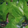 Haie artificielle de jardin aspect feuilles de lierre - 300 x 100 cm