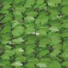 Haie artificielle de jardin aspect feuilles de lierre - 300 x 150 cm