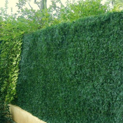 Haie artificielle de jardin en PVC 243 brins 300 x 150 cm