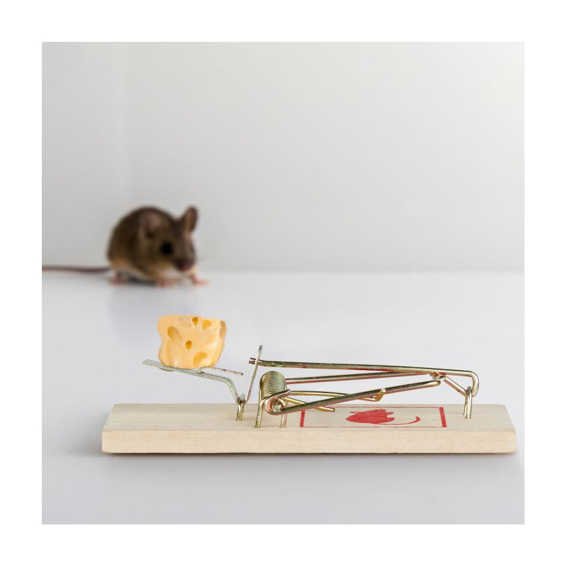 TK Gruppe Timo Lot De 12 Tapettes à Mouches XXL 75 Cm Raquette à