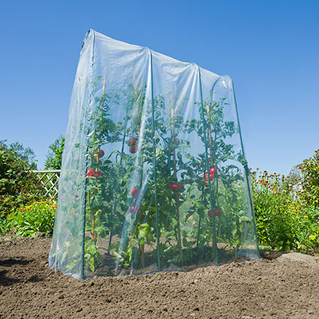 Film de croissance pour tunnel tomates et cultures verticales - LDPE transparent, 70 µ - 3,5 x 4 m