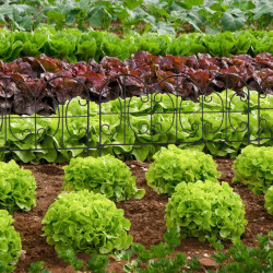 Lot de 4 bordures basses à planter décorative en acier – -39 x 1 x 28,5 cm - Noir