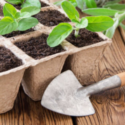 Ensemble de 204 pots carrés biodégradables pour semis – 16,5 x 5 x 12 cm 