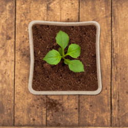 80 pots de culture carrés biodégradables 100% naturels – 6 x 6 x 5,5 cm