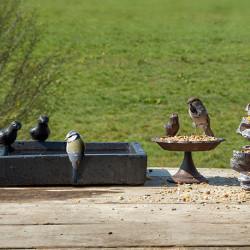 Bain d'oiseaux en terrazzo carré à poser - 31,7 x 31,7 x 12,4 cm – Noir moucheté