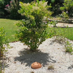 Jarre d’irrigation Ollas Jamet Origin en céramique en terre cuite – Contenance : 9 L