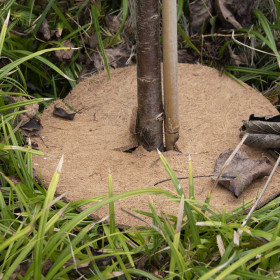 Disque de paillage en fibres de coco  – Diamètre : 28,3 cm – Epaisseur : 0,5 cm