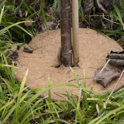 Disque de paillage en fibres de coco  – Diamètre : 28,3 cm – Epaisseur : 0,5 cm