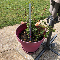 Tuteur goutteur en PVC rigide – H. 60 cm x Ø 20 mm