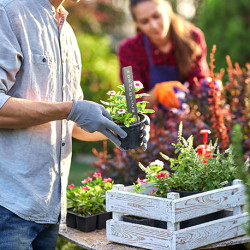 10 étiquettes de jardin pour plantes en ardoise – 3 x 0,5 x 20 cm