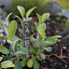 10 étiquettes de jardin pour plantes en ardoise – 3 x 0,5 x 20 cm