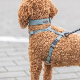 Collier extra large en coton CityStyle Taille XS-S Tour de cou 25-32 cm - l.25 mm – Sauge