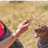 Clicker sifflet pour chien en plastique et métal – L. 8cm – Coloris aléatoire