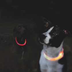 Anneau lumineux Flash USB pour chien en TPU/nylon Ø7 mm –Taille universelle - Orange