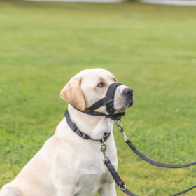 Muselière sangle en nylon avec doublure en néoprène – Taille M-L Tour de museau 22-30 cm – Noir