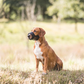 Muselière sangle avec filet en polyester – Taille M – Tour de museau 19-26 cm – noir