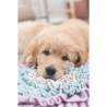 Jouet Tapis à renifler en polyester – Niveau 1 pour chien, chiots et chat – Ø38 cm