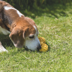 Jouet Haltère avec clochette en caoutchouc naturel pour chien malvoyant – 17 cm - Jaune