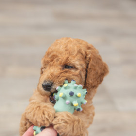 Jouet Mini Haltère pour Chiots en latex – 10 cm - Menthe
