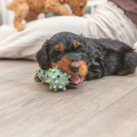 Jouet Mini Haltère pour Chiots en latex – 10 cm - Menthe